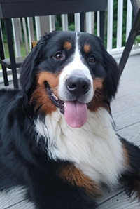 picture of Finnegan the Bernese Mountain dog